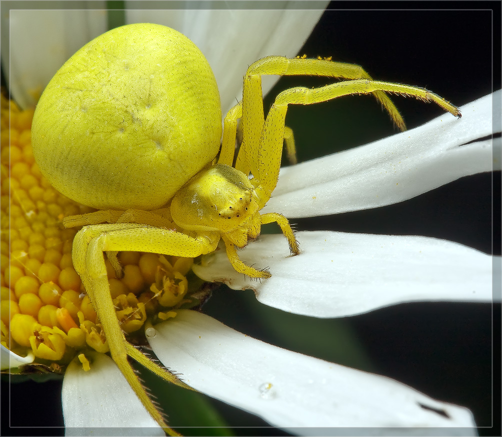 What is a BioBlitz? Wildlife Insight