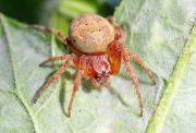 2a_Araneus_marmoreus_4970.jpg