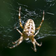 Araneus1.jpg