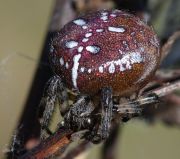 Araneus_quadratus1.jpg