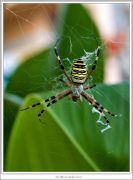 Argiope_Bruennichi_4706.jpg