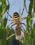 Argiope_bruennichi.jpg
