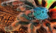 Avicularia_versicolor.jpg