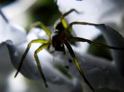 Dolomedes_fimbriatus.JPG