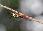 IMG_5565sMicrathena.jpg