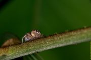 IMG_7375Spider.jpg