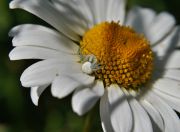Misumena_Vatia4.JPG