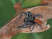 Salticidae_2_.jpg