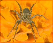 Wolf_Spider_spider_small.jpg