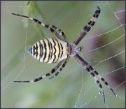 spider03c.jpg