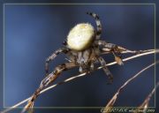 spider41.jpg