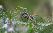 spider_droplets.jpg