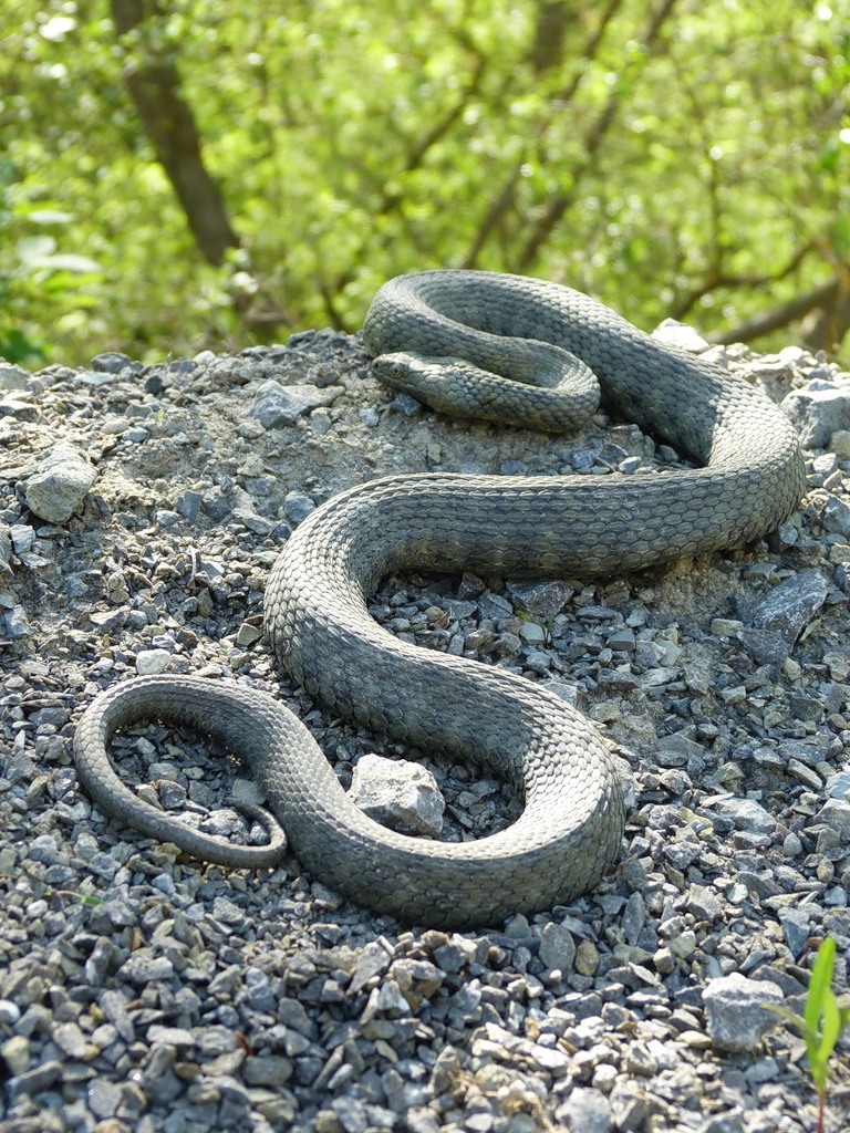 Page 7 Black Cobra Images - Free Download on Freepik