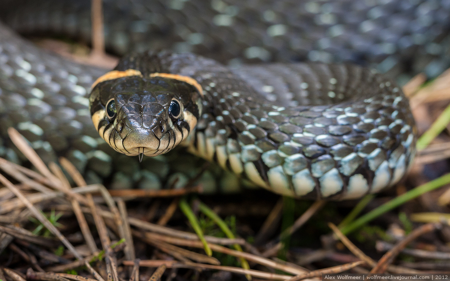 шипящий уж по славянскому календарю характеристика. шипящий уж (змея). уж по славянскому календарю. славянский гороскоп. тотем шипящий уж.