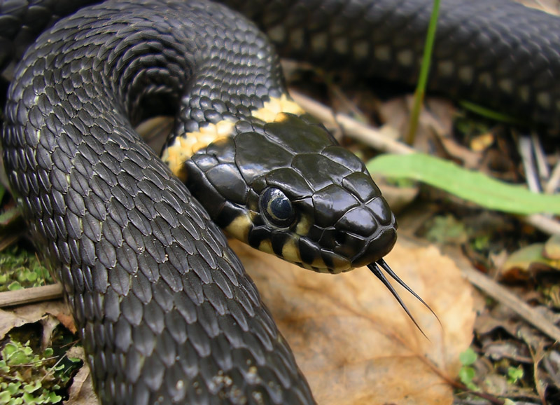 Черная с желтыми пятнами на голове. Змея уж обыкновенный. Обыкновенный уж Natrix Natrix. Уж обыкновенный - змея неядовитая. Уж обыкновенный ХМАО.