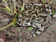 Bufo-viridis_a.jpg