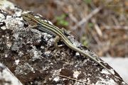 Lizard_Greece_Ritam-W.jpg