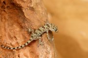 gecko_24-8.jpg