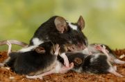 mice_4097-8.jpg