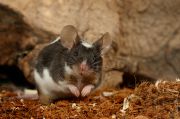 mice_4207-8.jpg