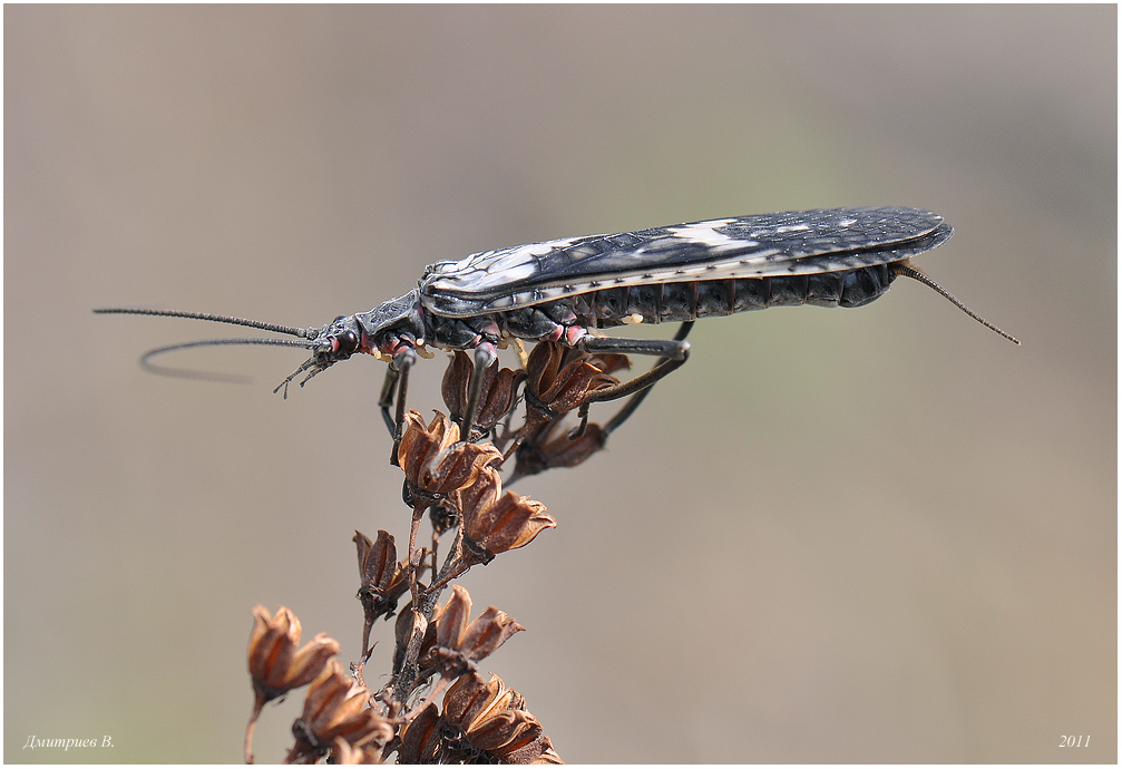 Веснянка стих. Веснянка про весну. Веснянки насекомые представители. Plecoptera (stonefly). Веснянка обрядовая.