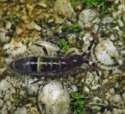 Collembola.jpg