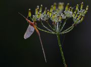 Ephemeroptera_-_.jpg