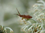 Orchesella_flavescens02.jpg