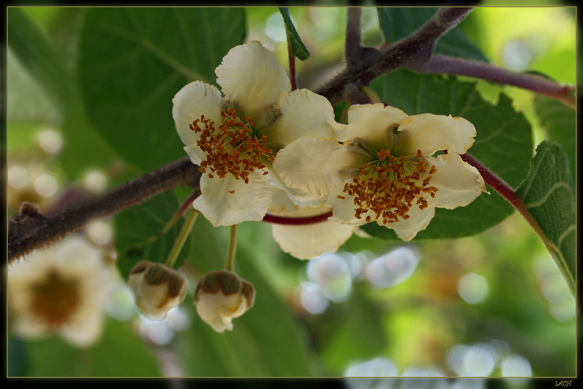File:Kiwi Female flower01.jpg - Wikimedia Commons