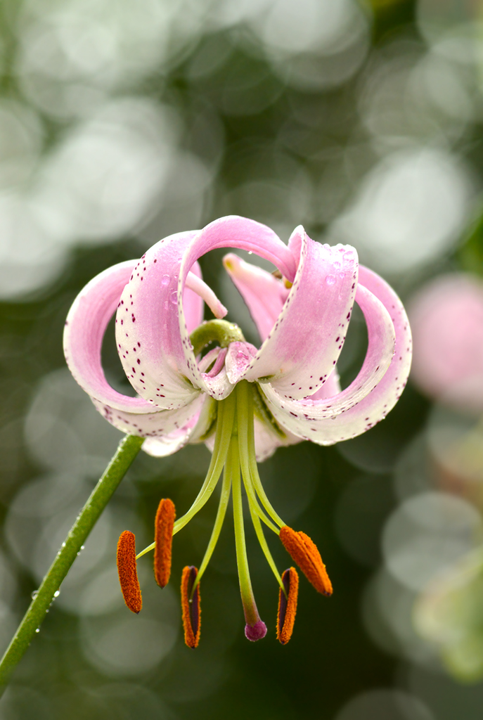 29th July The Garden Diary