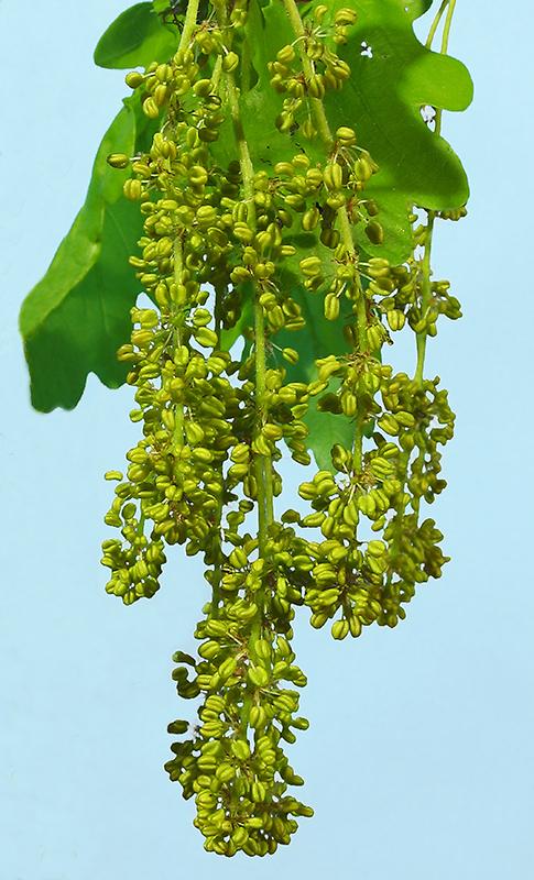 Алфавит A r c h a i c H e a r t Plant leaves, Herbs, Plants