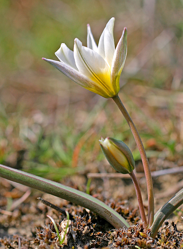 Тюльпан двуцветковый. Тюльпан двуцветковый Tulipa biflora. Тюльпан Коктебельский. Тюльпан двуцветковый Крым.