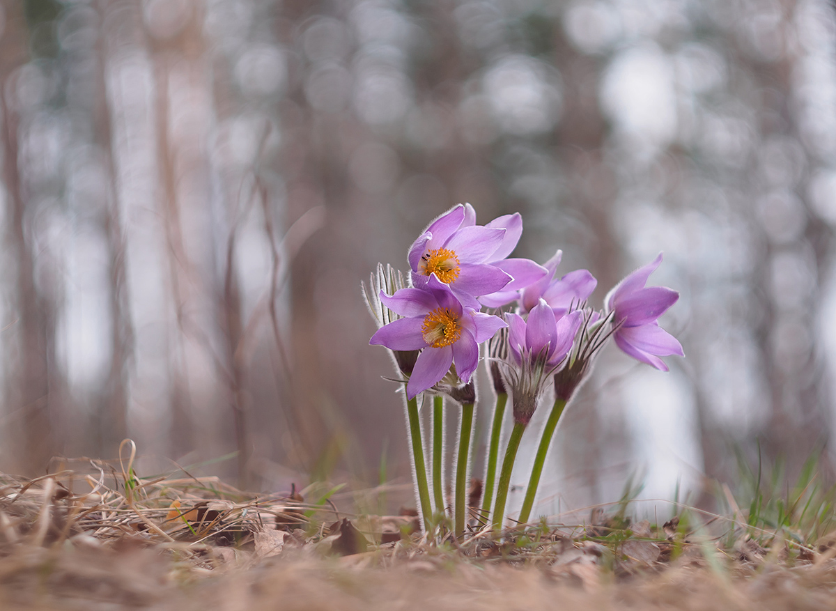 три признака приближающейся весны. апрель 20 лет. апрель 20 лет. 20 апреля календарь. весеннее состояние снежного покрова.