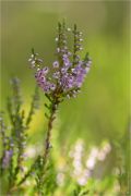 Calluna_vulgaris_5.jpg