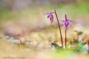 Calypso-bulbosa_10.jpg