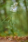 Cephalanthera-longifolia_1.jpg