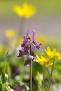 Corydalis_bulbosa.jpg