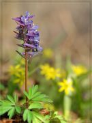 Corydalis_bulbosa01.jpg