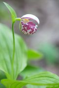 Cypripedium-guttatum_IMG_8541.jpg