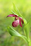 Cypripedium_215_ventricosum.jpg