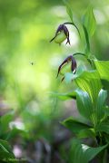 Cypripedium_calceolus3.jpg