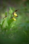 Cypripedium_calceolus_IMG_2122_900pcs.jpg