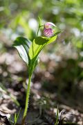 Cypripedium_guttatum_IMG_1504_2_900pcs.jpg