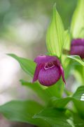 Cypripedium_macranthon_IMG_2227_900pcs.jpg