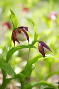 Cypripedium_ventricosum_IMG_2251_2_900.jpg