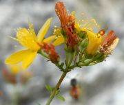 DSC01583c1.jpg