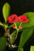 Euphorbia-milii.jpg
