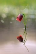 Fritillaria_meleagroides_01.jpg