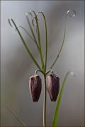 Fritillaria_ruthenica.jpg