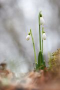 Galanthus-plicatus_6.jpg